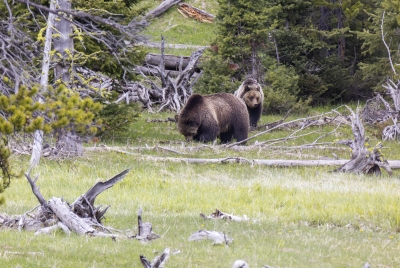 Grizzly Beryl and Cubs May 2025